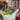 Herbal Formulations